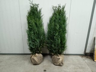 Ca. 30x Coniferen Columnaris 150 tot 175 centimeter (exclusief kluit g